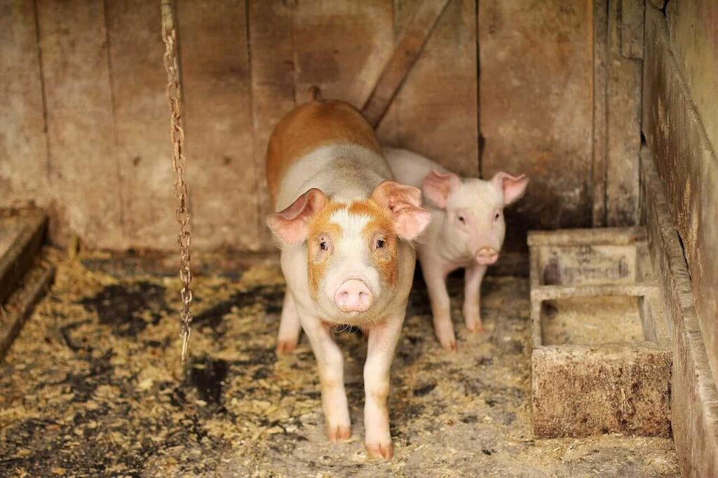 Hogs Posting Strength on Friday Hogs Posting Strength on Friday