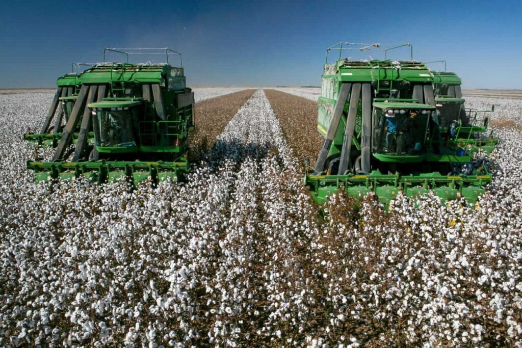 Cotton Bulls Push Higher Heading into the Thursday Close Cotton Bulls Push Higher Heading into the Thursday Close