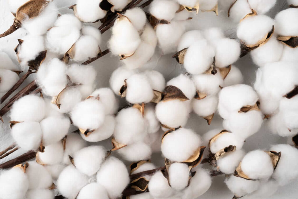 Cotton Rally Pushes Prices Higher on Wednesday