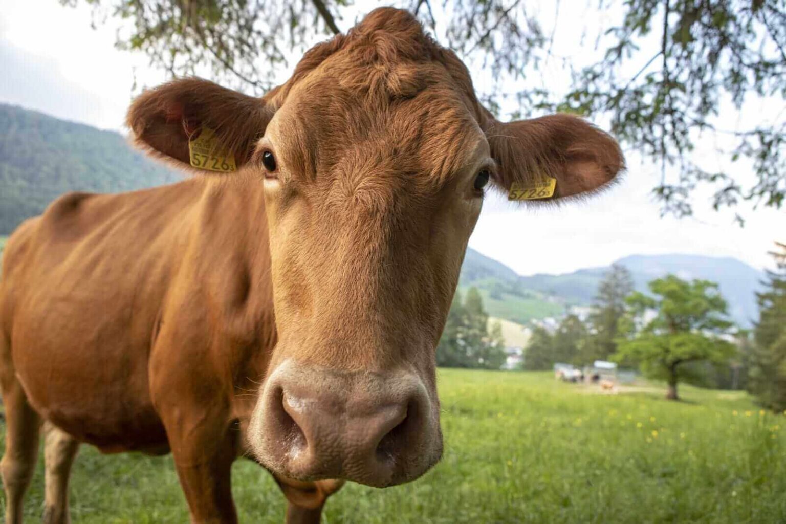 Cattle Extending Strength to Friday Cattle Extending Strength to Friday