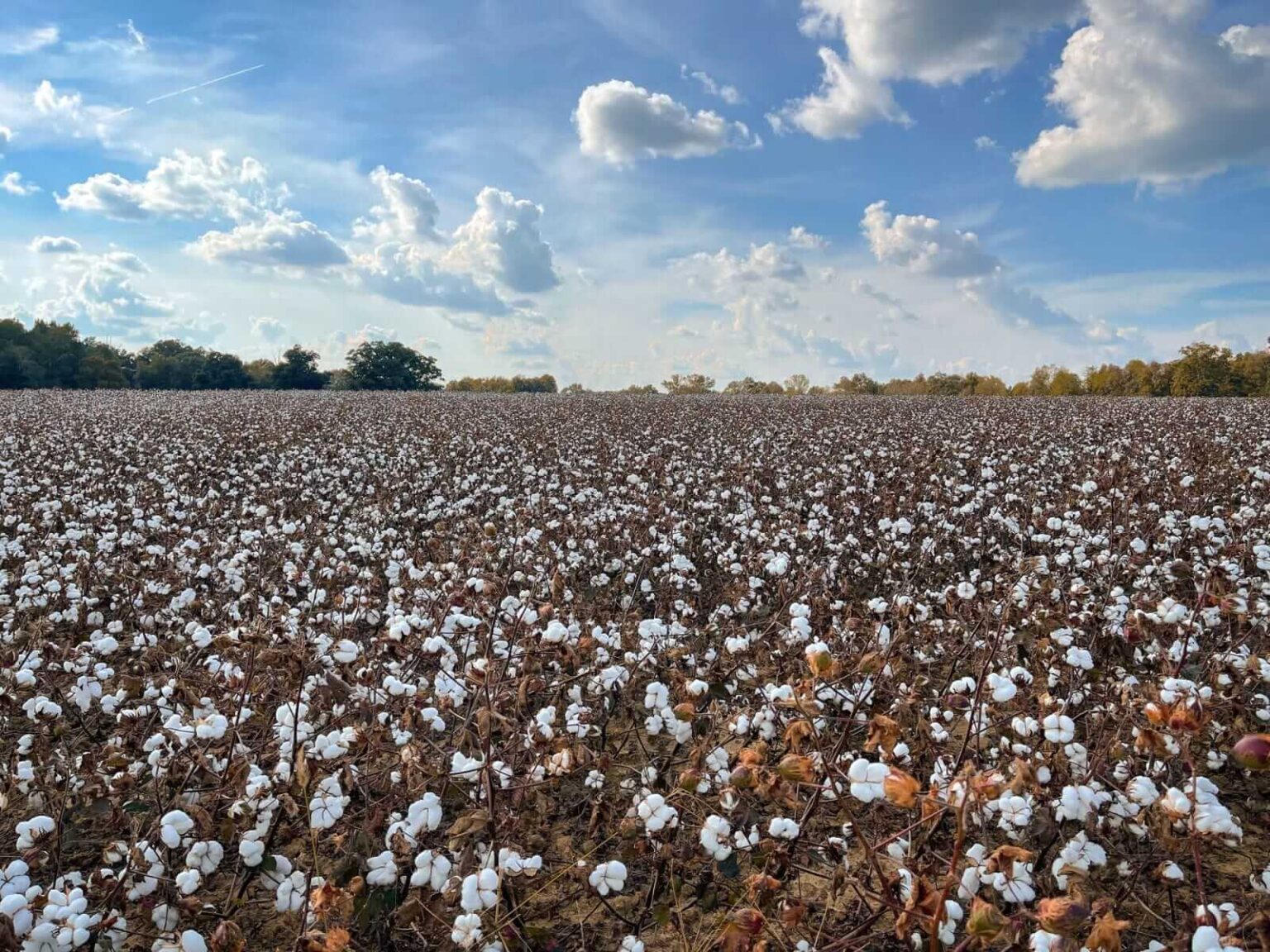 Cotton Face Friday Weakness, Despite USDA Production Cut